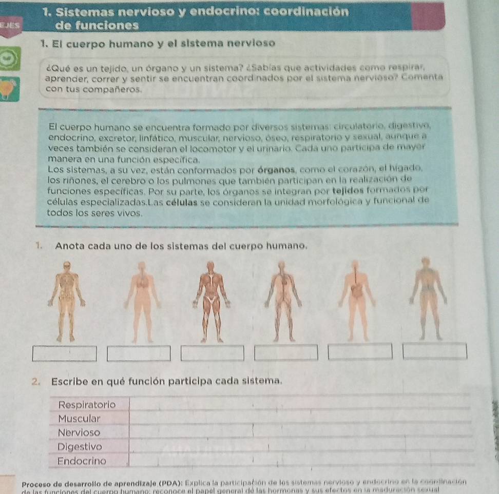 Sistemas nervioso y endocrino: coordinación
EJES de funciones
1. El cuerpo humano y el sistema nervioso
¿Qué es un tejido, un órgano y un sistema? ¿Sabías que actividades como respirar,
aprender, correr y sentir se encuentran coordinados por el sistema nervioso? Comenta
con tus compañeros.
El cuerpo humano se encuentra formado por diversos sistemas: circulatorio, digestivo,
endocrino, excretor, linfático, muscular, nervioso, óseo, respiratorio y sexual, aunque a
veces también se consideran el locomotor y el urinario. Cada uno participa de mayer
manera en una función específica.
Los sistemas, a su vez, están conformados por órganos, como el corazón, el hígado,
los riñones, el cerebro o los pulmones que también participan en la realización de
funciones específicas. Por su parte, los órganos se integran por tejidos formados por
células especializadas.Las células se consideran la unidad morfológica y funcional de
todos los seres vivos.
1. Anota cada uno de los sistemas del cuerpo humano.
2. Escribe en qué función participa cada sistema.
Respiratorio
Muscular
Nervioso
Digestivo
Endocrino
Proceso de desarrollo de aprendizaje (PDA): Explica la participación de los sistemas nervioso y endecrino en la coordinación
de las funcionas del cuerpo humano: reconoce el papel general de las hormonas y sus efectos en la maduración sexual