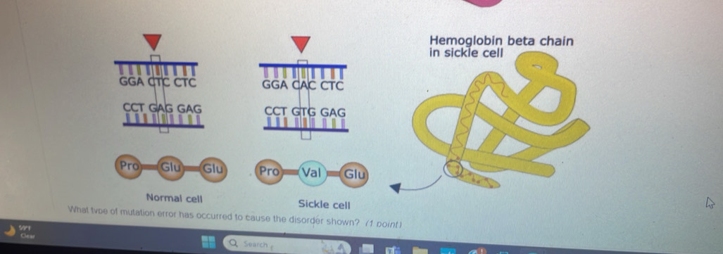 Hemoglobin beta chain 

GA CTC CTC GGA CAC CTC 
CCT GAG GAG CCT GTG GAG 
. a 
Pro Glu ==Glu Pro Val =Glu 
Normal cell Sickle cell 
What tvpe of mutation error has occurred to cause the disorder shown? (1 point) 
Q Search