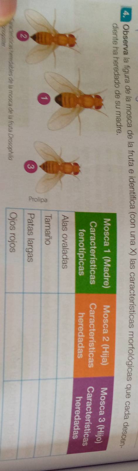 Observa la figura de la mosca de la fruta e identifica (con una X) las características morfológicas que cada descen- 
diente ha heredado de su madre. 
Saracterísticas heredables de la mosca de la fruta Drosophild 
anogaster