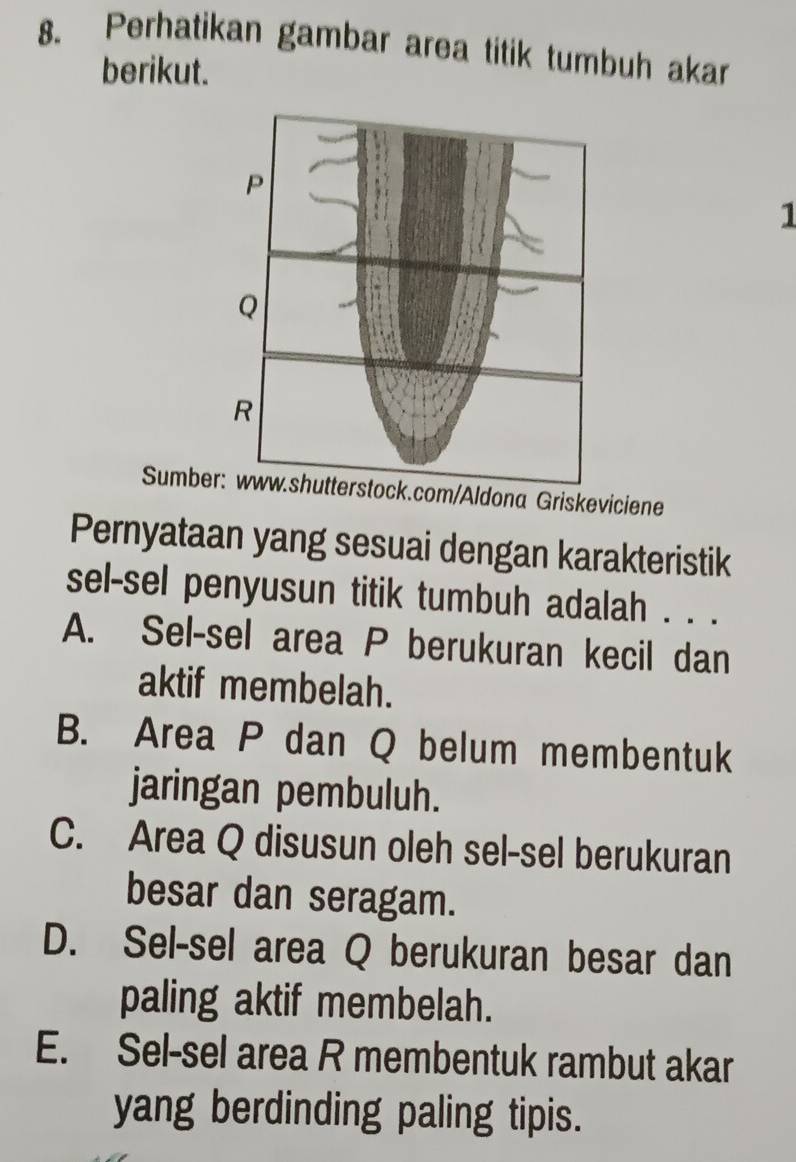 Perhatikan gambar area titik tumbuh akar
berikut.
1
Sumbecom/Aldona Griskeviciene
Pernyataan yang sesuai dengan karakteristik
sel-sel penyusun titik tumbuh adalah . . .
A. Sel-sel area P berukuran kecil dan
aktif membelah.
B. Area P dan Q belum membentuk
jaringan pembuluh.
C. Area Q disusun oleh sel-sel berukuran
besar dan seragam.
D. Sel-sel area Q berukuran besar dan
paling aktif membelah.
E. Sel-sel area R membentuk rambut akar
yang berdinding paling tipis.