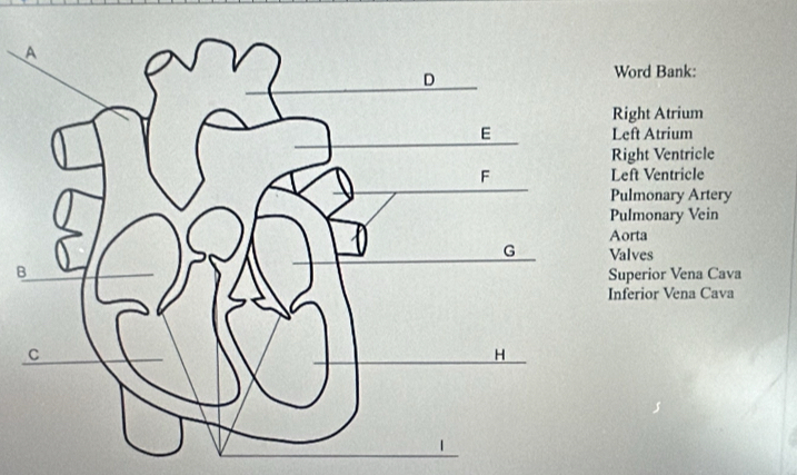 A
D
Word Bank:
Right Atrium
E Left Atrium
Right Ventricle
F Left Ventricle
Pulmonary Artery
Pulmonary Vein
Aorta
G Valves
B
Superior Vena Cava
Inferior Vena Cava
C
H