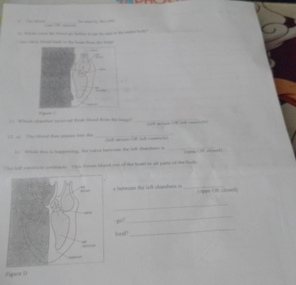 a Rioca _he ssed by de cette . 

if . Where coear the tood go betloes it can be sent to the enine body? 
Veese cary tood back to the heat toes the letgs 
Figore C 
11 Which chamber received fresh blood from the lungs?_ 
( )ef wernun C heD weatence ) 
12. a) The blood then passes into the_ 
(left atrium OR left ventricle) 
b While this is happening, the valve berween the left chambers is 
_ 
(open OR closed) 
The left ventricle conmacts. This forces blood out of the heart to all parts of the body 
e between the left chambers is_ 
(open OR closed) 
_ 
_ 
' go? 
lood? 
_ 
Figure D