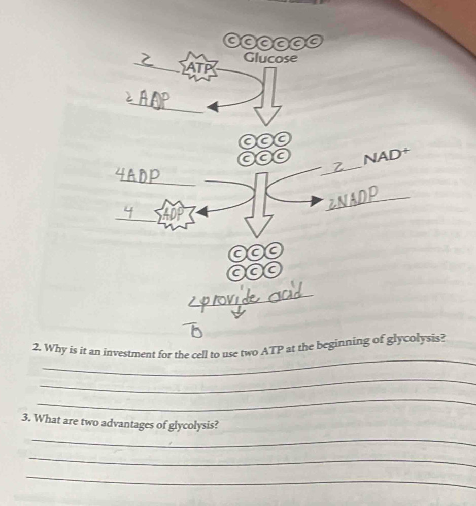 Why is it an investment for the cell to use two ATP at the beginning of glycolysis? 
_ 
_ 
_ 
3. What are two advantages of glycolysis? 
_ 
_