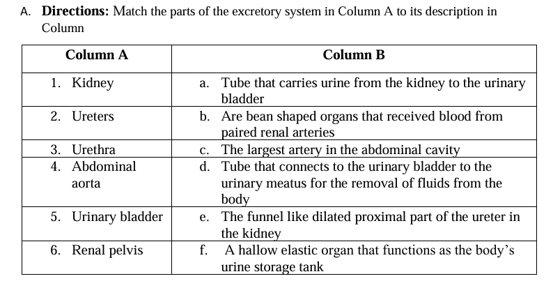 Directions: Match the parts of the excretory system in Column A to its description in 
Column