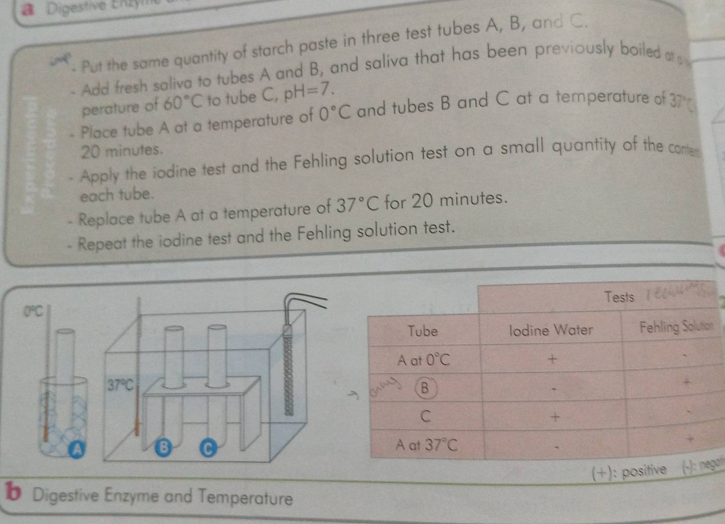 Digestive Enzyi
- Put the same quantity of starch paste in three test tubes A, B, and C.
- Add fresh saliva to tubes A and B, and saliva that has been previously boiled at 
perature of 60°C to tube C, pH=7.
- Place tube A at a temperature of 0°C and tubes B and C at a temperature of 37°C
20 minutes.
Apply the iodine test and the Fehling solution test on a small quantity of the conte
each tube.
- Replace tube A at a temperature of 37°C for 20 minutes.
- Repeat the iodine test and the Fehling solution test.
0°C
n
o
1 Digestive Enzyme and Temperature