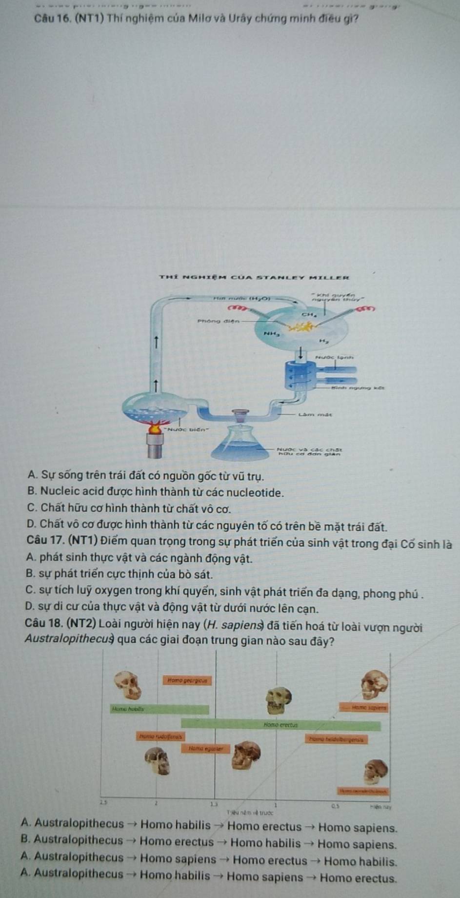 (NT1) Thí nghiệm của Milơ và Urây chứng minh điều gì?
A. Sự sống trên trái đất có nguồn gốc từ vũ trụ.
B. Nucleic acid được hình thành từ các nucleotide.
C. Chất hữu cơ hình thành từ chất vô cơ.
D. Chất vô cơ được hình thành từ các nguyên tố có trên bề mặt trái đất.
Câu 17. (NT1) Điểm quan trọng trong sự phát triển của sinh vật trong đại Cổ sinh là
A. phát sinh thực vật và các ngành động vật.
B. sự phát triển cực thịnh của bò sát.
C. sự tích luỹ oxygen trong khí quyển, sinh vật phát triển đa dạng, phong phú .
D. sự di cư của thực vật và động vật từ dưới nước lên cạn.
Câu 18. (NT2) Loài người hiện nay (H. sapiens) đã tiến hoá từ loài vượn người
Australopithecuỳ qua các giai đoạn trung gian nào sau đây?
A. Australopithecus → Homo habilis → Homo erectus → Homo sapiens.
B. Australopithecus → Homo erectus → Homo habilis → Homo sapiens.
A. Australopithecus → Homo sapiens → Homo erectus → Homo habilis.
A. Australopithecus → Homo habilis → Homo sapiens → Homo erectus.