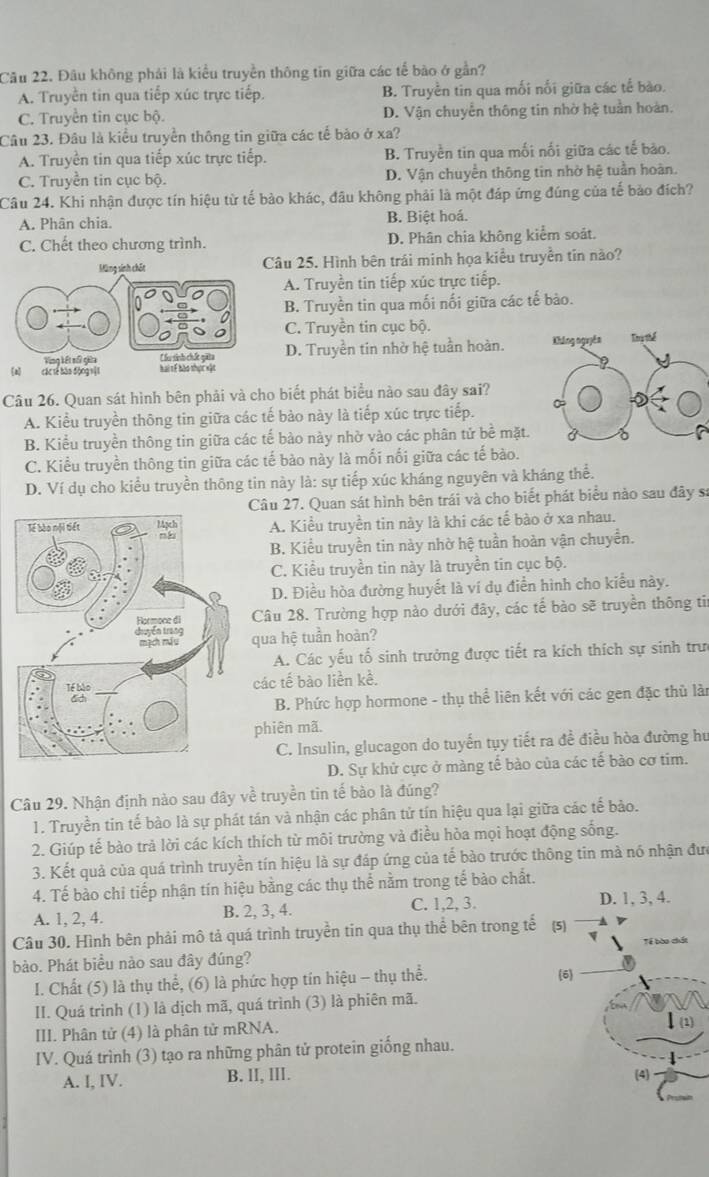 Đầu không phải là kiểu truyền thông tin giữa các tế bào ở gần?
A. Truyền tin qua tiếp xúc trực tiếp. B. Truyền tin qua mối nối giữa các tế bào.
C. Truyền tin cục bộ. D. Vận chuyển thông tin nhờ hệ tuần hoàn.
Câu 23. Đâu là kiểu truyền thông tin giữa các tế bảo ở xa?
A. Truyền tin qua tiếp xúc trực tiếp. B. Truyền tin qua mối nối giữa các tế bào.
C. Truyền tin cục bộ. D. Vận chuyển thông tin nhờ hệ tuần hoàn.
Câu 24. Khi nhận được tín hiệu từ tế bảo khác, đầu không phải là một đáp ứng đúng của tế bảo đích?
A. Phân chia. B. Biệt hoá.
C. Chết theo chương trình. D. Phân chia không kiểm soát.
âu 25. Hình bên trái minh họa kiểu truyền tin nào?
A. Truyền tin tiếp xúc trực tiếp.
B. Truyền tin qua mối nối giữa các tế bào.
C. Truyền tin cục bộ.
D. Truyền tin nhờ hệ tuần hoàn. Không nguyên Thự thể
Câu 26. Quan sát hình bên phải và cho biết phát biểu nào sau đây sai?
A. Kiểu truyền thông tin giữa các tế bào này là tiếp xúc trực tiếp.
B. Kiểu truyền thông tin giữa các tế bào này nhờ vào các phân tử bề mặt.
C. Kiểu truyền thông tin giữa các tế bào này là mối nối giữa các tế bào.
D. Ví dụ cho kiểu truyền thông tin này là: sự tiếp xúc kháng nguyên và kháng thể.
Câu 27. Quan sát hình bên trái và cho biết phát biểu nào sau đây sa
A. Kiểu truyền tin này là khi các tế bào ở xa nhau.
B. Kiểu truyền tin này nhờ hệ tuần hoàn vận chuyển.
C. Kiểu truyền tin này là truyền tin cục bộ.
D. Điều hòa đường huyết là ví dụ điễn hình cho kiểu này.
Câu 28. Trường hợp nào dưới đây, các tế bào sẽ truyền thông tir
qua hệ tuần hoàn?
A. Các yếu tố sinh trưởng được tiết ra kích thích sự sinh trư
các tế bào liền kề.
B. Phức hợp hormone - thụ thể liên kết với các gen đặc thủ làn
phiên mã.
C. Insulin, glucagon do tuyến tụy tiết ra đề điều hòa đường hư
D. Sự khử cực ở màng tế bào của các tế bào cơ tim.
Câu 29. Nhận định nào sau đây về truyền tin tế bào là đúng?
1. Truyền tin tế bào là sự phát tán và nhận các phân tử tín hiệu qua lại giữa các tế bảo.
2. Giúp tế bào trả lời các kích thích từ môi trường và điều hòa mọi hoạt động sống.
3. Kết quả của quá trình truyền tín hiệu là sự đáp ứng của tế bào trước thông tin mà nó nhận đưc
4. Tế bào chỉ tiếp nhận tín hiệu bằng các thụ thể nằm trong tế bào chất.
A. 1, 2, 4. B. 2, 3, 4. C. 1,2, 3. D. 1, 3, 4.
Câu 30. Hình bên phải mô tả quá trình truyền tin qua thụ thể bên trong tế (5)
bào. Phát biều nào sau đây đúng? Tể bào chất
I. Chất (5) là thụ thể, (6) là phức hợp tín hiệu - thụ thể. (6)
II. Quá trình (1) là dịch mã, quá trình (3) là phiên mã.
III. Phân tử (4) là phân tử mRNA.
Ⅰ(2)
IV. Quá trình (3) tạo ra những phân tử protein giống nhau.
A. I, IV. B. II, III. (4