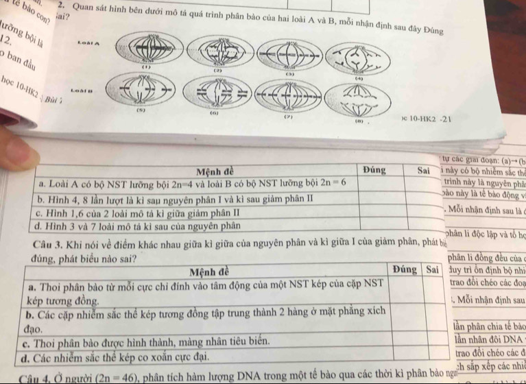 tê bào con'
šai?
2. Quan sát hình bên dưới mô tả quá trình phân bào của hai loài A và B, mỗi nhận địy Đúng
bỡng bội là
12. 
6 ban đầu
học 10-HK2 à B
HK2 -21
oạn: (a)→ (b
hiềm sắc thị
nguyên phân
bào động v
định sau là ở
lập và tổ họ
Câu 3. Khi nói về điểm khác nhau giữa kì giữa của nguyên phân và kì giữa I của giảm phân, phát bà
u của e
bộ nhi
ác đoạ
nh sau
tế bào
DNA
các đ
Câu 4, Ở người (2n=46) phân tích hàm lượng DNA trong một tế bào qua các thời kì phân bảo ngưiác nhiệ