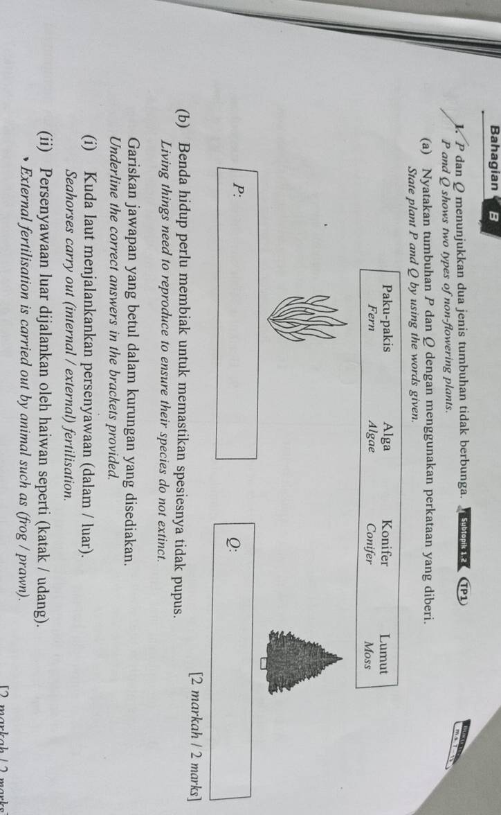 Bahagian B 
1. P dan Q menunjukkan dua jenis tumbuhan tidak berbunga. Subtopik 1.2 TP1
P and Q shows two types of non-flowering plants. 
(a) Nyatakan tumbuhan P dan Q dengan menggunakan perkataan yang diberi. 
State plant P and Q by using the words given. 
Paku-pakis Alga Konifer Lumut 
Fern Algae Conifer Moss
P :
Q : 
[2 markah / 2 marks] 
(b) Benda hidup perlu membiak untuk memastikan spesiesnya tidak pupus. 
Living things need to reproduce to ensure their species do not extinct. 
Gariskan jawapan yang betul dalam kurungan yang disediakan. 
Underline the correct answers in the brackets provided. 
(i) Kuda laut menjalankankan persenyawaan (dalam / luar). 
Seahorses carry out (internal / external) fertilisation. 
(ii) Persenyawaan luar dijalankan oleh haiwan seperti (katak / udang). 
External fertilisation is carried out by animal such as (frog / prawn). 
mankah