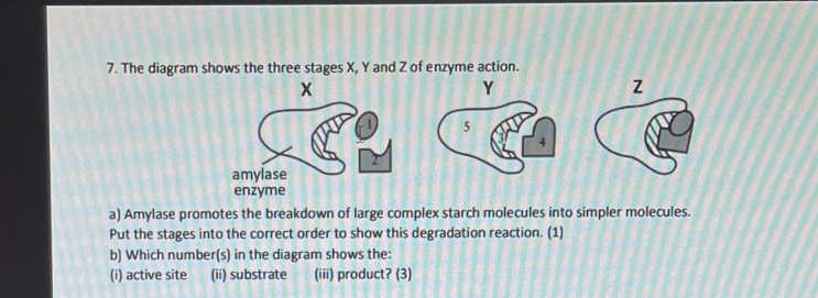 The diagram shows the three stages X, Y and Z of enzyme action. 
a) Amylase promotes the breakdown of large complex starch molecules into simpler molecules. 
Put the stages into the correct order to show this degradation reaction. (1) 
b) Which number(s) in the diagram shows the: 
(i) active site (ii) substrate (iii) product? (3)