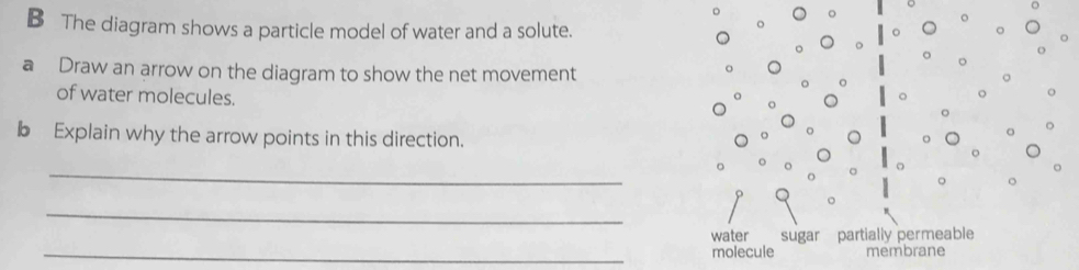 The diagram shows a particle model of water and a solute. 
o 
。 
。 
Draw an arrow on the diagram to show the net movement 
of water molecules. 
。 。 
。 
b Explain why the arrow points in this direction. 。 
_ 
。 o 
_ 
water sugar partially permeable 
_molecule membrane