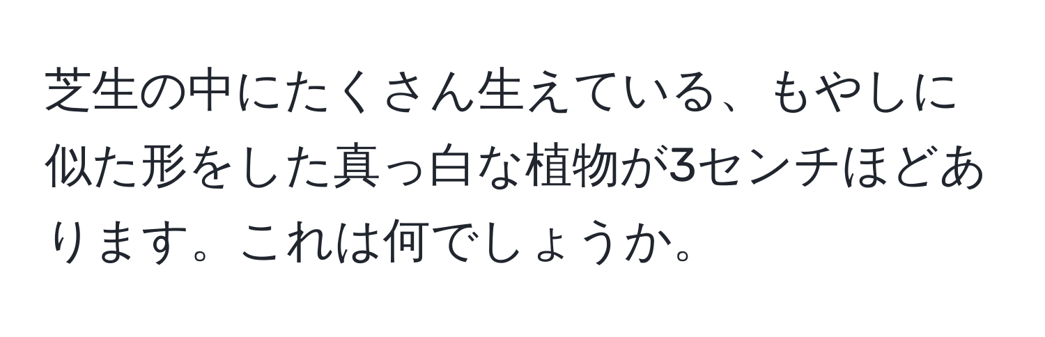 芝生の中にたくさん生えている、もやしに似た形をした真っ白な植物が3センチほどあります。これは何でしょうか。