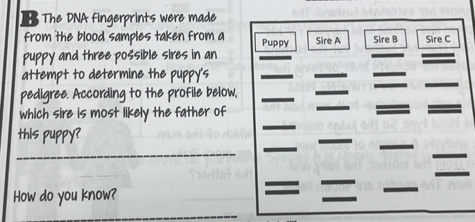 The DNA fingerprints were made 
from the blood samples taken from a Puppy Sire A Sire B Sire C 
puppy and three possible sires in an 
attempt to determine the puppy's 
_ 
_ 
_ 
pedigree. According to the profile below,_ 
_ 
_ 
which sire is most likely the father of 
_ 
_ 
_ 
_ 
this puppy? 
_ 
_ 
_ 
How do you know? 
_ 
_ 
_ 
= 
_