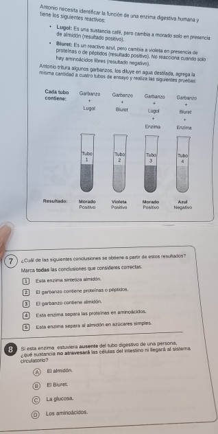 Antorio necesita identificar la función de una enzima digestiva humana y
tiene los siguientes reactivos:
Lugol: Es una sustancia café, pero cambia a morado solo en presencia
de almidón (resultado positivo).
Bluret; Es un reactivo azul, pero cambia a viofeta en presencia de
proteinas o de péptidos (resultado positivo). No reacciona cuando solo
hay aminoácidos libres (resultado negativo).
Antonio tritura algunos garbanzos, los diluye en agua destlada, agrega la
misma cantidad a cuatró tubos de ensayo y realiza las siguientes pruecas:
7 ) ¿Cua de las siguientes conclusiones se obtiene a partir de estos resultados
Marca todas las conclusiones que consideres correctas.
Esta enzima sintetiza almidón.
2 El garbanzo contiene proteínas o pêptidos.
3 El garbanzo contiene almidón.
4 Esta enzima separa las proteínas en aminoácidos.
SEsta enzima separa al almidón en azúcares simples
Si esta enzima estuviera ausente del tubo digestivo de una persona
circulatorio? ¿ qué sustancia no atravesará las células del imestino ni llegará al sistema.
A El almidón
B El Biuret
C La glucosa.
D Los aminoácidos.