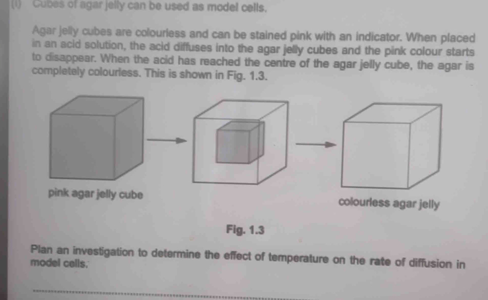 (1) Cubes of agar jelly can be used as model cells. 
Agar jelly cubes are colourless and can be stained pink with an indicator. When placed 
in an acid solution, the acid diffuses into the agar jelly cubes and the pink colour starts 
to disappear. When the acid has reached the centre of the agar jelly cube, the agar is 
completely colourless. This is shown in Fig. 1.3. 
pink agar jelly cube colourless agar jelly 
Fig. 1.3 
Plan an investigation to determine the effect of temperature on the rate of diffusion in 
model cells. 
_