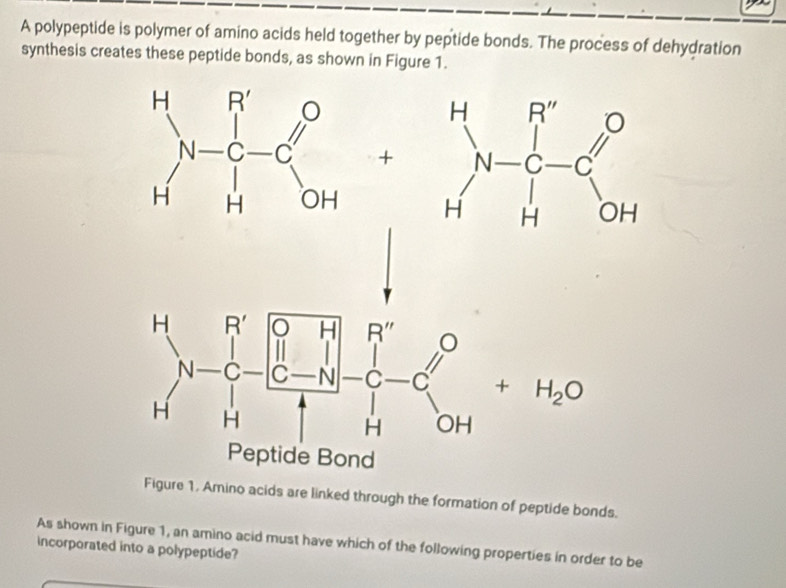 Solved: A polypeptide is polymer of amino acids held together by ...