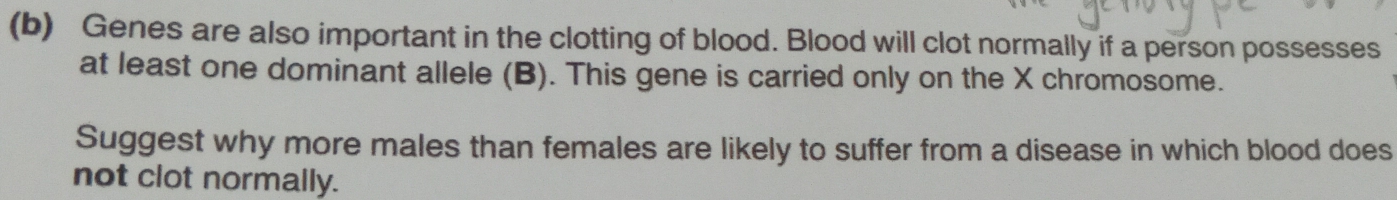 Genes are also important in the clotting of blood. Blood will clot normally if a person possesses 
at least one dominant allele (B). This gene is carried only on the X chromosome. 
Suggest why more males than females are likely to suffer from a disease in which blood does 
not clot normally.