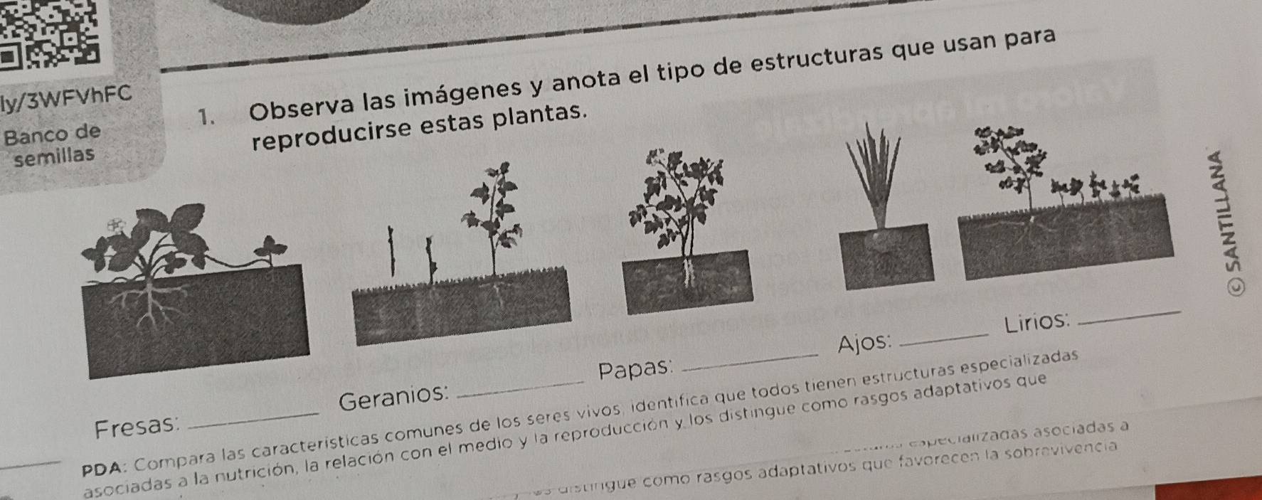 Banco de 1. Observa las imágenes y anota el tipo de estructuras que usan para 
ly/3WFVhFC 
semillas reproducirse estas plantas. 
Ajos: _Lirios: 
_ 
Papas: 
Fresas: Geranios: 
PDA: Compara las características comunes de los seres vivos, identifica que todos tienen estructuras especializadas 
asociadas a la nutrición, la relación con el medio y la reproducción y los distingue como rasgos adaptativos que 
especializadas asociadas a 
s distrgue como rasgos adaptativos que favorecen la sobravivencia