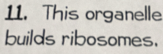 This organelle 
builds ribosomes.