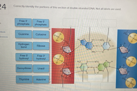 Solved: Correctly identify the portions of this section of double ...