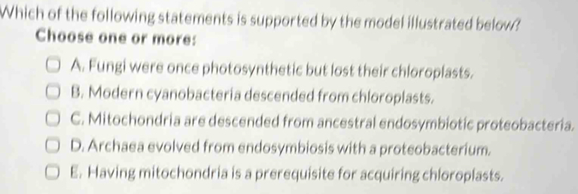 Which of the following statements is supported by the model illustrated below?
Choose one or more:
A. Fungi were once photosynthetic but lost their chloroplasts.
B. Modern cyanobacteria descended from chloroplasts.
C. Mitochondria are descended from ancestral endosymbiotic proteobacteria.
D. Archaea evolved from endosymbiosis with a proteobacterium.
E. Having mitochondria is a prerequisite for acquiring chloroplasts.