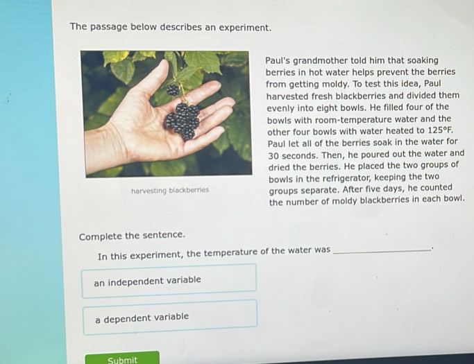 The passage below describes an experiment.
Paul's grandmother told him that soaking
berries in hot water helps prevent the berries
from getting moldy. To test this idea, Paul
harvested fresh blackberries and divided them
evenly into eight bowls. He filled four of the
bowls with room-temperature water and the
other four bowls with water heated to 125°F. 
Paul let all of the berries soak in the water for
30 seconds. Then, he poured out the water and
dried the berries. He placed the two groups of
bowls in the refrigerator, keeping the two
harvesting blackberries groups separate. After five days, he counted
the number of moldy blackberries in each bowl.
Complete the sentence.
In this experiment, the temperature of the water was_
.
an independent variable
a dependent variable
Submit