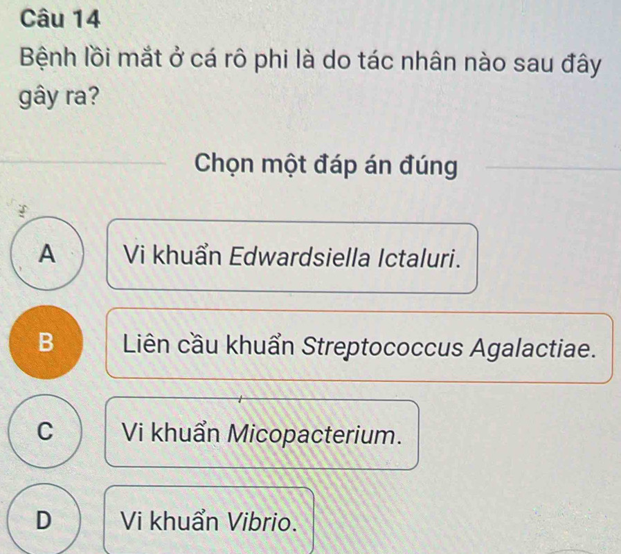 Bệnh lồi mắt ở cá rô phi là do tác nhân nào sau đây
gây ra?
_ Chọn một đáp án đúng_
A Vi khuẩn Edwardsiella Ictaluri.
B Liên cầu khuẩn Streptococcus Agalactiae.
C Vi khuẩn Micopacterium.
D Vi khuẩn Vibrio.