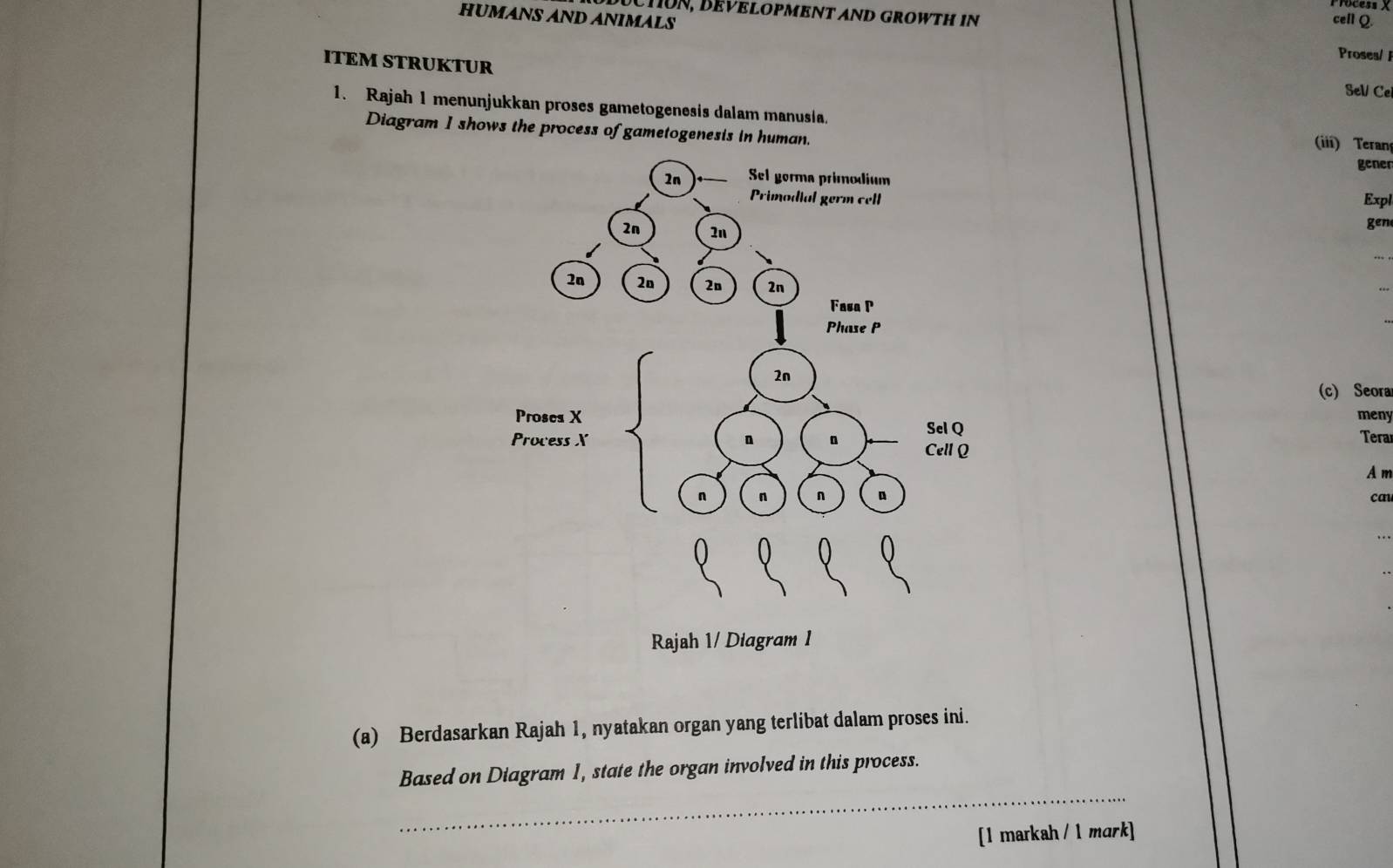 HUMANS AND ANIMALS 
cell Q. 
ITEM STRUKTUR 
Proses/ 
Sel Ce 
1. Rajah 1 menunjukkan proses gametogenesis dalam manusia. 
Diagram I shows the process of gametogenesis in human. (iii) Teran 
gener 
Expl 
gen 
(c) Seora 
meny 
Tera 
A m 
cau 
(a) Berdasarkan Rajah 1, nyatakan organ yang terlibat dalam proses ini. 
_ 
Based on Diagram 1, state the organ involved in this process. 
[1 markah / 1 mark]