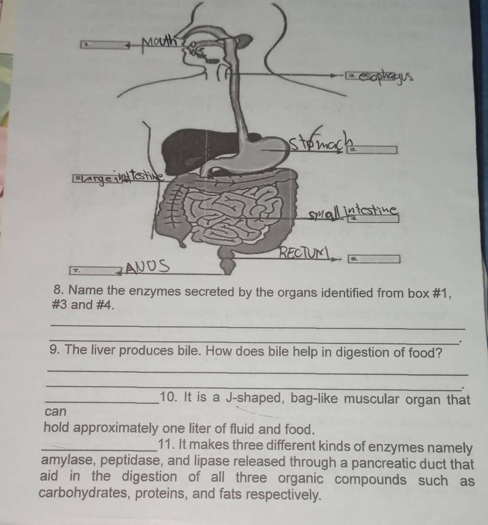 #1, 
_ 
_ 
9. The liver produces bile. How does bile help in digestion of food? 
_ 
_ 
、 
_10. It is a J-shaped, bag-like muscular organ that 
can 
hold approximately one liter of fluid and food. 
_11. It makes three different kinds of enzymes namely 
amylase, peptidase, and lipase released through a pancreatic duct that 
aid in the digestion of all three organic compounds such as 
carbohydrates, proteins, and fats respectively.