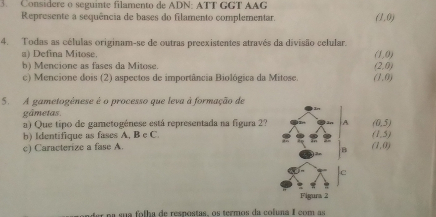 Considere o seguinte filamento de ADN: ATT GGT AAG
Represente a sequência de bases do filamento complementar.
(1,0)
4. Todas as células originam-se de outras preexistentes através da divisão celular.
a) Defina Mitose.
(1,0)
b) Mencione as fases da Mitose. (2,0)
c) Mencione dois (2) aspectos de importância Biológica da Mitose. (1,0)
5. A gametogénese é o processo que leva à formação de
gâmetas.
a) Que tipo de gametogénese está representada na figura 2? (0,5)
b) Identifique as fases A, B e C. (1,5)
c) Caracterize a fase A. (1,0)
der na sua folha de respostas, os termos da coluna I com as