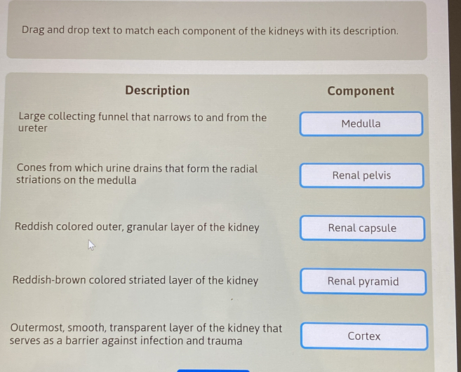 Drag and drop text to match each component of the kidneys with its description. 
Description Component 
Large collecting funnel that narrows to and from the 
ureter Medulla 
Cones from which urine drains that form the radial 
striations on the medulla Renal pelvis 
Reddish colored outer, granular layer of the kidney Renal capsule 
Reddish-brown colored striated layer of the kidney Renal pyramid 
Outermost, smooth, transparent layer of the kidney that 
serves as a barrier against infection and trauma Cortex