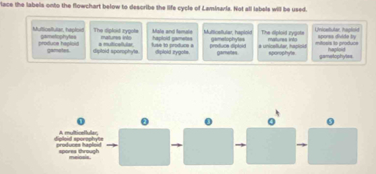 lace the labels onto the flowchart below to describe the life cycle of Laminaría. Not all labels will be used.
Male and famale Multicellular, haploid The diploid zygote Unicellular, haploid
Multicallutar, haploid The diploid zygote haploid gametes gametophytes matures into mitosis to produce sporss divide by
produce haploid gametophyles a multicelfular. matures into fuse to produce a produce diploid a unicellular, hapioid
gametes. diploid sporophyte. diploid zygote. gametes sporophyte. gametophytes haploid
0 ② 0 0 0
A multicellular,
diploid sporophyte produces haploid
spores through meiosis.