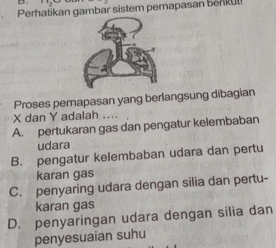 ( 
Perhatikan gambar sistem pernapasan berkut!
Proses pernapasan yang berlangsung dibagian
X dan Y adalah .. ..
A. pertukaran gas dan pengatur kelembaban
udara
B. pengatur kelembaban udara dan pertu
karan gas
C. penyaring udara dengan silia dan pertu-
karan gas
D. penyaringan udara dengan silia dan
penyesuaian suhu