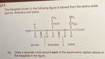 The tripeptide shown in the following figure is formed from the amino acids
glycine, threonine and lysine.
(a) Draw a separate circle around each of the asymmetric carbon atoms in
the tripeptide in the figure.