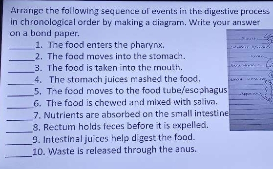 Arrange the following sequence of events in the digestive process 
in chronological order by making a diagram. Write your answer 
on a bond paper. 
_1. The food enters the pharynx. 
_ 
2. The food moves into the stomach. 
_ 
3. The food is taken into the mouth. 
_ 
4. The stomach juices mashed the food. 
_ 
5. The food moves to the food tube/esophagus 
_ 
6. The food is chewed and mixed with saliva. 
_ 
7. Nutrients are absorbed on the small intestin 
_ 
8. Rectum holds feces before it is expelled. 
_ 
9. Intestinal juices help digest the food. 
_ 
10. Waste is released through the anus.