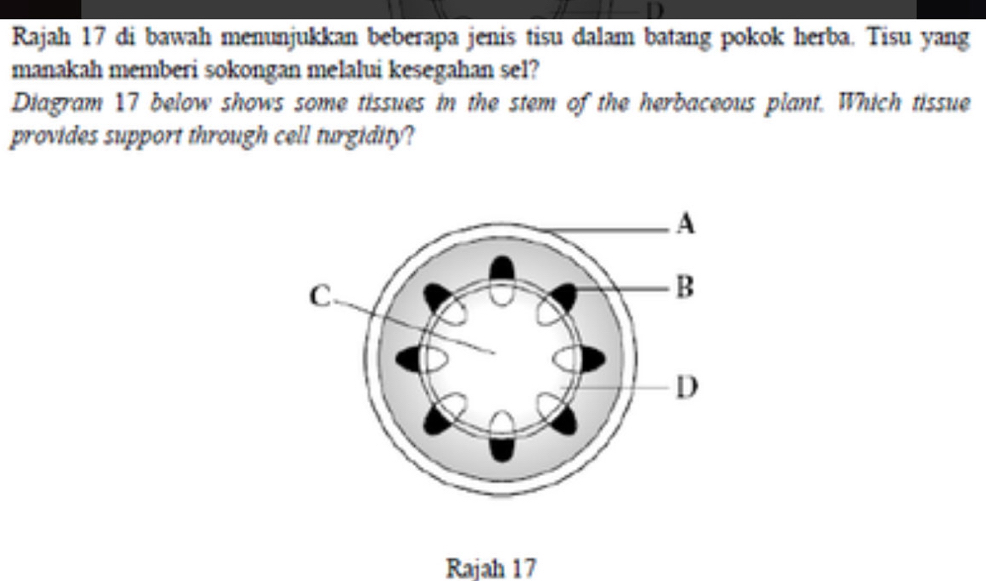 Rajah 17 di bawah menunjukkan beberapa jenis tisu dalam batang pokok herba. Tisu yang 
manakah memberi sokongan melalui kesegahan sel? 
Diagram 17 below shows some tissues in the stem of the herbaceous plant. Which tissue 
provides support through cell turgidity? 
Rajah 17