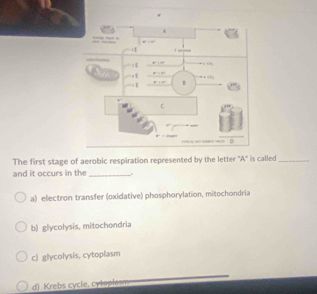 The first stage of aerobic respiration represented by the letter ''A'' is called_
and it occurs in the _.
a) electron transfer (oxidative) phosphorylation, mitochondria
b) glycolysis, mitochondria
c) glycolysis, cytoplasm
d) Krebs cycle, cytoplasm