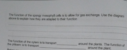 The function of the spongy mesophyll cells is to allow for gas exchange. Use the diagram 
above to explain how they are adapted to their function 
_ 
_ 
_ 
The function of the xyllem is to transport 
_ 
the phloem is to transport. _around the plants. The function of 
around the plant.