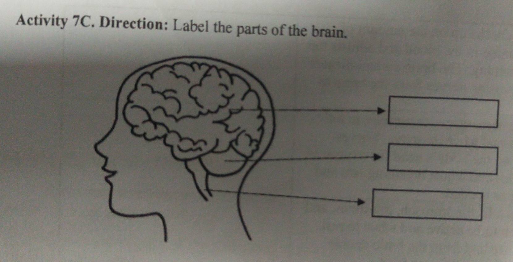 Solved: Activity 7C. Direction: Label the parts of the brain. [Others]