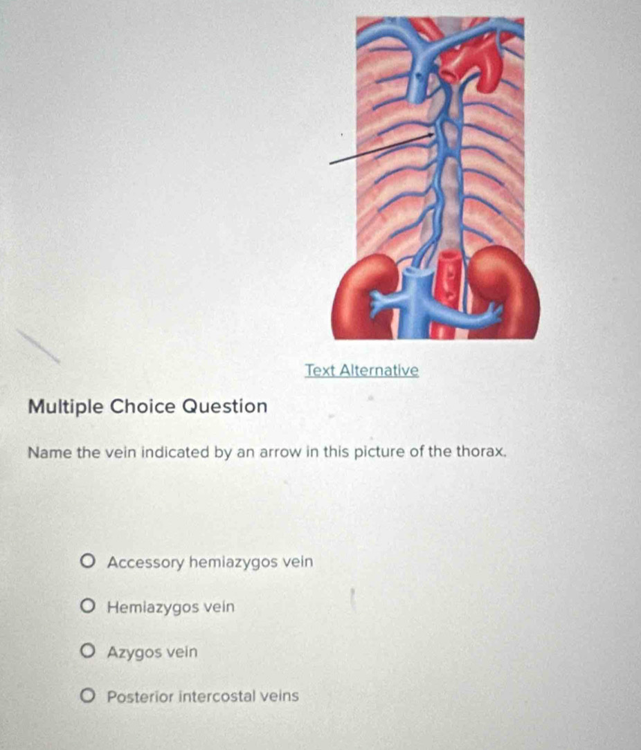 Te
Multiple Choice Question
Name the vein indicated by an arrow in this picture of the thorax.
Accessory hemiazygos vein
Hemiazygos vein
Azygos vein
Posterior intercostal veins