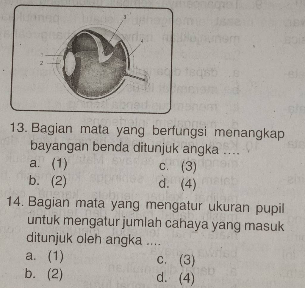 Bagian mata yang berfungsi menangkap
bayangan benda ditunjuk angka ....
a. (1) c. (3)
b. (2) d. (4)
14. Bagian mata yang mengatur ukuran pupil
untuk mengatur jumlah cahaya yang masuk
ditunjuk oleh angka ....
a. (1)
c. (3)
b. (2) d. (4)