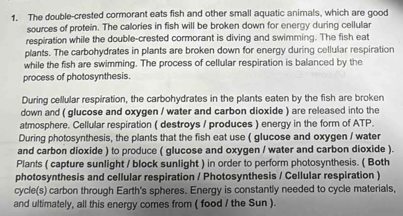 The double-crested cormorant eats fish and other small aquatic animals, which are good 
sources of protein. The calories in fish will be broken down for energy during cellular 
respiration while the double-crested cormorant is diving and swimming. The fish eat 
plants. The carbohydrates in plants are broken down for energy during cellular respiration 
while the fish are swimming. The process of cellular respiration is balanced by the 
process of photosynthesis. 
During cellular respiration, the carbohydrates in the plants eaten by the fish are broken 
down and ( glucose and oxygen / water and carbon dioxide ) are released into the 
atmosphere. Cellular respiration ( destroys / produces ) energy in the form of ATP. 
During photosynthesis, the plants that the fish eat use ( glucose and oxygen / water 
and carbon dioxide ) to produce ( glucose and oxygen / water and carbon dioxide ). 
Plants ( capture sunlight / block sunlight ) in order to perform photosynthesis. ( Both 
photosynthesis and cellular respiration / Photosynthesis / Cellular respiration ) 
cycle(s) carbon through Earth's spheres. Energy is constantly needed to cycle materials, 
and ultimately, all this energy comes from ( food / the Sun ).