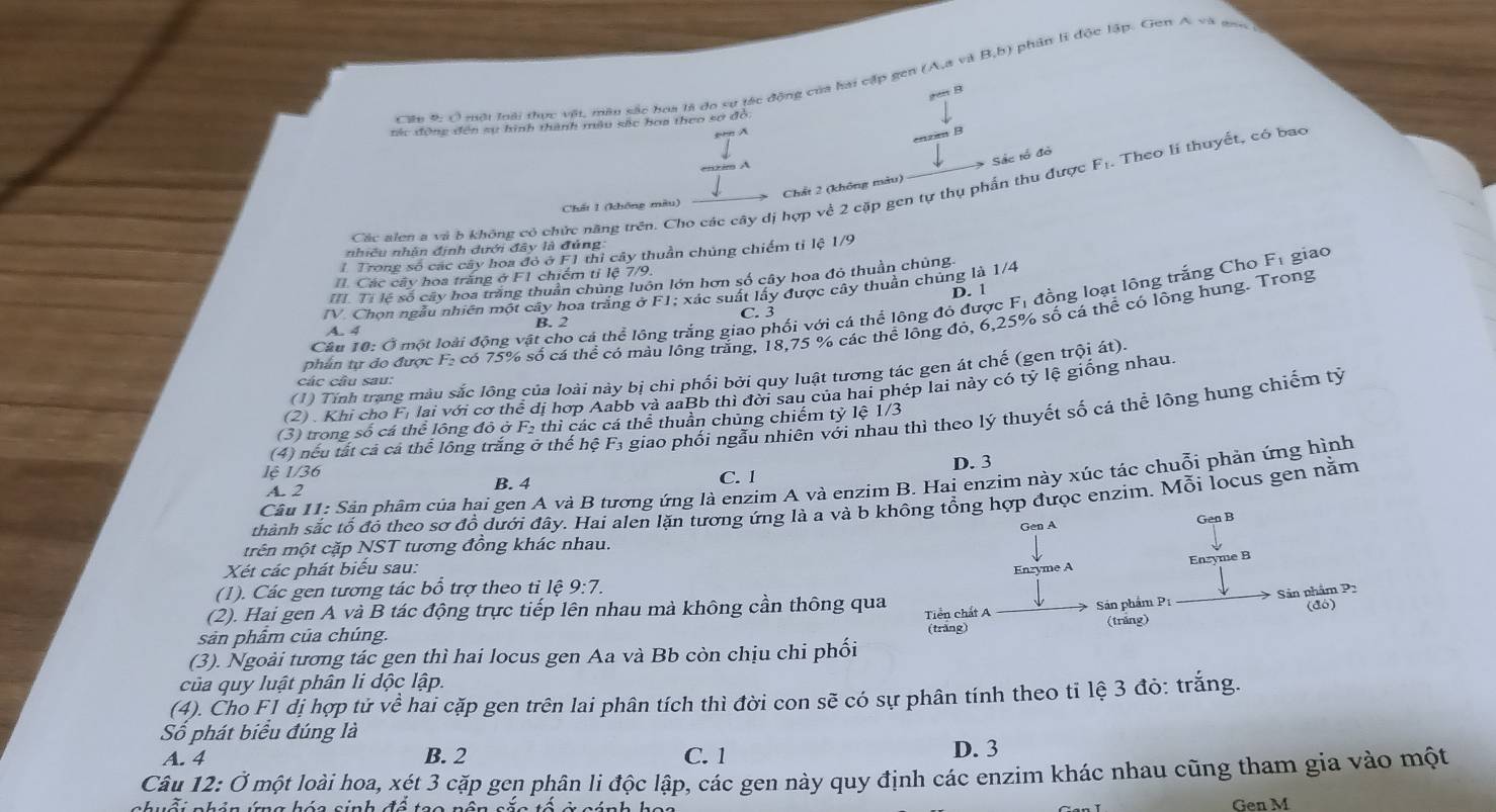 Cáu đ c mội loài thực vật, màu sắc hoa tả đo sự tác động của hai cấp gen (A,a và B,b) phân lì độc lập. Gen A và go 
an B
tác động đến sự hình thành mẫu sắc hoa theo sơ đồ
bn A
cnzim B
A
Chất 2 (không màu)
Các alen a và b không có chức năng trên. Cho các cây dị hợp về 2 cặp gen tự thụ phần thu được * Sắc tổ đỏ F_1. Theo li thuyết, có bao
'Kế 1 (không mêu
nhiều nhân định dưới đây là đủng
1 Trong số các cây hoa đó ở F1 thi cây thuần chúng chiếm tỉ lệ 1/9
Các cây hoa trăng ở F1 chiếm tỉ lệ 7/9.
I Tỉ lệ số cây hoa tràng thuân chùng luôn lớn hơn số cây hoa đỏ thuần chủng.
TV. Chon ngẫu nhiên một cây hoa trắng ở F1; xác suất lấy được cây thuần chủng là 1/4
C. 3 D. 1
Cầu 10: Ở một loài động vật cho cá thể lồng trắng giao phối với cá thể lông đỏ được Fị đồng loạt lồng trắng Cho Fị giao
phân tư đo được F: có 75% số cá thể có màu lồng trăng, 18,75 % các thể lồng đỏ, 6,25% số cá thể có lộng hung. Trong
A. 4 B. 2
(1) Tính trang màu sắc lông của loài này bị chi phối bởi quy luật tương tác gen át chế (gen trội át).
các câu sau:
(2) . Khi cho Fi lai với cơ thể dị hợp Aabb và aaBb thì đời sau của hai phép lai này có tỷ lệ giồng nhau
(3) trong số cá thể lông đô ở F₂ thì các cá thể thuần chủng chiếm tỷ lệ 1/3
lê 1/36 (4) nếu tất cả cả thể lông trắng ở thế hệ F3 giao phối ngẫu nhiên với nhau thì theo lý thuyết số cả thể lông hung chiếm tỷ
A. 2 B. 4 C. 1 D. 3
Câu 11: Sản phâm của hại gen A và B tương ứng là enzim A và enzim B. Hai enzim này xúc tác chuỗi phản ứng hình
sthành sắc tổ đồ theo sơ đồ dưới đây. Hai alen lặn tương ứng là a và b không tổng hợp được enzim. Mỗi locus gen nằm
Gen A Gen B
trên một cặp NST tương đồng khác nhau.
Xét các phát biểu sau: Enzyme A
Enzyme B
(1). Các gen tương tác bồ trợ theo tỉ lệ 9:7
(2). Hai gen A và B tác động trực tiếp lên nhau mà không cần thông qua
Tiền chất A Sản phẩm P1 Sản phẩm P2 (đô)
sản phâm của chúng. (trắng)
(3). Ngoài tương tác gen thì hai locus gen Aa và Bb còn chịu chi phối (trăng)
của quy luật phân li dộc lập.
(4). Cho F1 đị hợp tử về hai cặp gen trên lai phân tích thì đời con sẽ có sự phân tính theo tỉ lệ 3 đỏ: trắng.
Số phát biểu đúng là
A. 4 B. 2 C. 1 D. 3
Câu 12: Ở một loài hoa, xét 3 cặp gen phân li độc lập, các gen này quy định các enzim khác nhau cũng tham gia vào một
nhuổi nhón ứng hóa sinh đề tạo nân sắc tổ ở cánh họ c Gen M