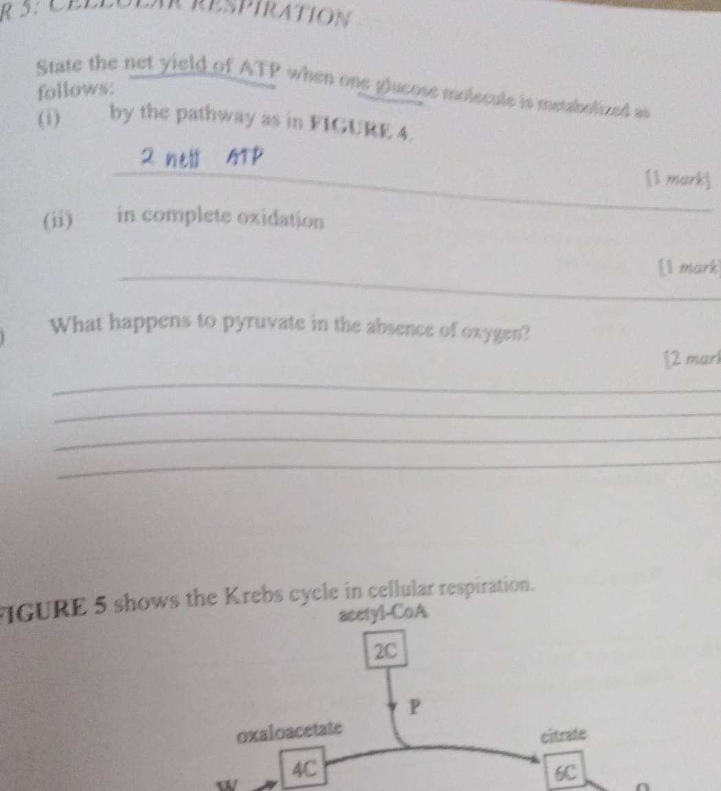 5: Celenean Kespiration 
State the net yield of ATP when one glucose molecule is metabolized as 
follows: 
(i) by the pathway as in FIGURE 4. 
_ 
2 nell ATP
[1 mark] 
(ii) in complete oxidation 
_[1 mark 
What happens to pyruvate in the absence of oxygen? 
[2 mark 
_ 
_ 
_ 
_ 
IGURE 5 shows the Krebs cycle in cellular respiration. 
acetyl-CoA 
w