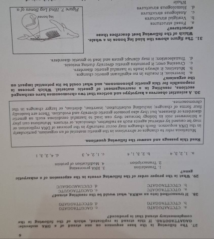 6
27. The following is the base sequence on one strand of a DNA molecule:
GAGATTAGGTAG. If this strand is replicated, which of the following is the
complementary strand that is produced?
a. CTCTAATGGATG c. GACGTTAGGATG
b、 CTCCTTAGGATG d. GTCCTTAGGATG
28. If transcribed into an mRNA, what would be the resulting strand?
a. GTCCTTAGGATC c. GACGTTAGGUTC
b. CTCCTTAGGATC d. CUCUAAUGGAUC
29. What is the proper order of the following events in the expression of a eukaryotic
gene?
1. Translation 3. RNA processing
2. Transcription 4. Modification of protein
a. 1, 2, 3, 4 b. 2, 3, 1, 4 c. 1, 2, 4, 3 d. 4, 2, 3, 1
Read this passage and answer the following questions.
Mutations refer to changes or alterations in the genetic material of an organism, particularly
in the DNA sequence. Such changes may occur naturally in the process of DNA replication or
may be caused by external agents such as radiation, chemicals, or viruses. Mutations can play
a bittersweet role in biology because they can lead to harmful conditions such as genetic
disorders or diseases, but they also promote genetic diversity and evolution. There are basically
four forms of changes; including substitution, insertion, deletion, or larger changes in the
chromosomes.
30. A scientist observes a karyotype and notices that two chromosomes have exchanged
sections, resulting in a rearrangement of genetic material. Which process is
responsible for this genetic phenomenon, and what could be its potential impact on
the organism?
a. Inversion; it results in no significant genetic changes.
b. Mutation; it always leads to harmful genetic disorders.
c. Crossing over; it promotes genetic diversity during meiosis.
d. Translocation; it may disrupt genes and lead to genetic disorders.
31. The figure shows the hind leg bones in a whale
Which of the following best describes these
structures?
a. Fossil structures
b. Vestigial structures
c. Analogous structures
d. Homologous structures 
Whale