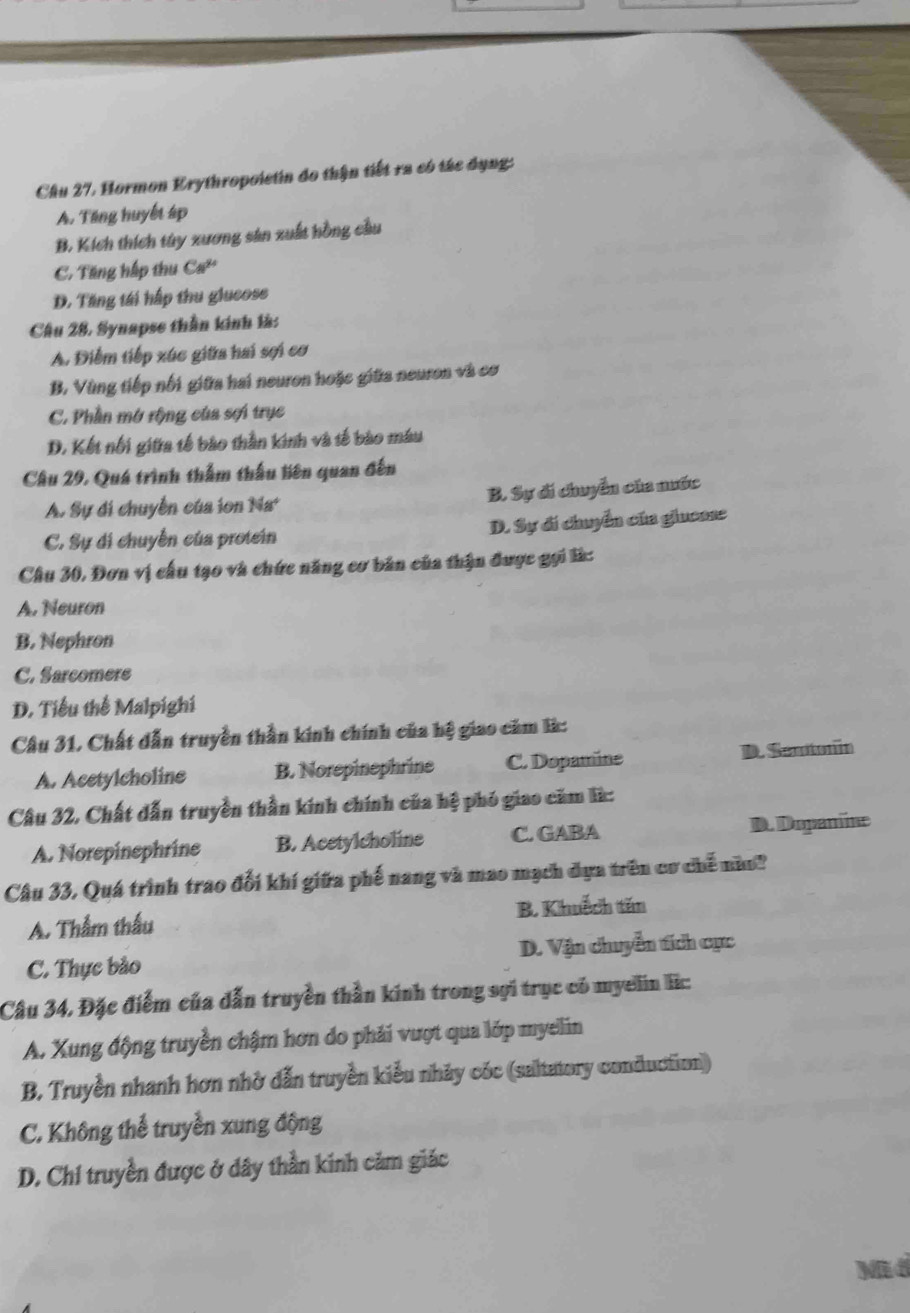 Cầu 27, Hormon Erythropoietin đo thận tiết ra có tác dụng:
A. Tăng huyết áp
B. Kích thích túy xương sản xuất hồng cầu
C. Tăng hập thu C#
D. Tăng tái hấp thu glucose
Câu 28, Synapse thần kinh là:
A. Điểm tiếp xúc giữa hai sợi cơ
B. Vùng tiếp nối giữa hai neuron hoặc giữa neuron và cơ
C. Phần mở rộng của sợi trục
D. Kết nối giữa tế bào thần kinh và tế bào máu
Câu 29, Quá trình thẩm thầu biên quan đến
A. Sự di chuyển của ion Na* B. Sự di chuyển của nước
C. Sự di chuyển của protein D. Sự đi chuyển của glucase
Chu 30, Đơn vị cầu tạo và chức năng cơ bản của thận được gọi là:
A. Neuron
B. Nephron
C. Sarcomere
D. Tiểu thể Malpighi
Câu 31, Chất dẫn truyền thần kinh chính của hệ giao căm là:
A. Acetylcholine B. Norepinephrine C. Dopamine D. Semtonin
Câu 32, Chất dẫn truyền thần kính chính của hệ phó giao căm là:
A. Norepinephrine B. Acetylcholine C. GABA D. Dopanine
Câu 33, Quá trình trao đổi khí giữa phế nang và mao mạch dựa trên cơ chế nào?
A. Thẩm thấu B. Khuếch tăn
C. Thực bảo D. Vận chuyển tích cực
Câu 34, Đặc điểm của dẫn truyền thần kinh trong sựi trục có myellin lc:
A. Xung động truyền chậm hơn do phải vượt qua lớp myelin
B. Truyền nhanh hơn nhờ dẫn truyền kiểu nhảy cóc (saltatory conduction)
C. Không thể truyền xung động
D. Chỉ truyền được ở dây thần kinh cảm giác
MEd