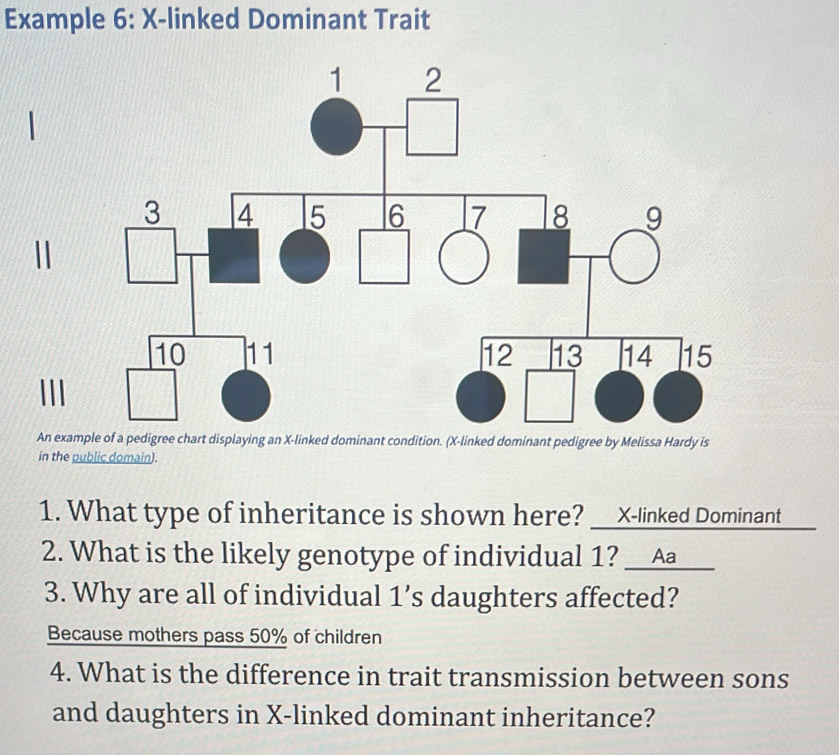Solved: Example 6: X -linked Dominant Trait An example of a pedigree ...