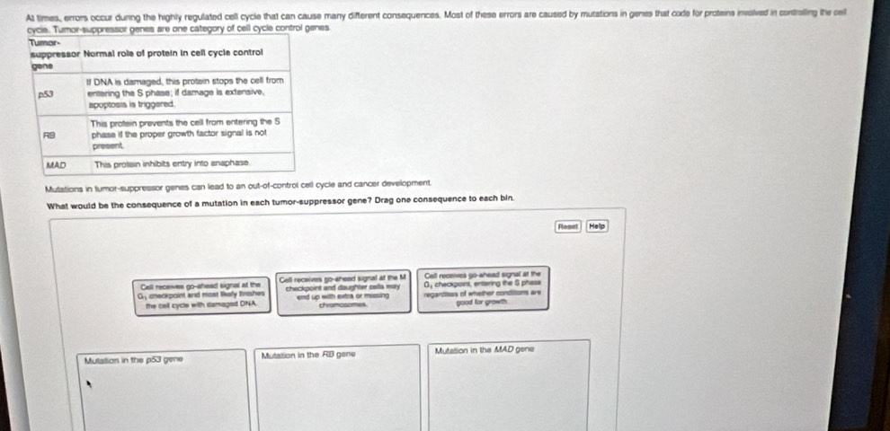 At times, errors occur during the highly regulated cell cycle that can cause many difterent consequences. Most of these errors are caused by mutations in genes that code for proteins invelved in contralling the cei
one category of cell cycle control genes
Mutations in tumor-suppressor genes can lead to an out-of-control cell cycle and cancer development.
What would be the consequence of a mutation in each tumor-suppressor gene? Drag one consequence to each bin.
Reset Help
Cell receives go-ahead signal at the
Cell receives go-shead signal at the Coll receives go-enead signal at the M Gy checkpoint, entaring the $ phase
G, checkpoint and most likally fnishes checkpoint and daughter cella may regardises of whether conditons are
the cell cycle with damaged DNA. end up with extra or missing chromosomes. good for growth
Mulation in the p53 gene Mutation in the RB gene Mutation in the MAD gene