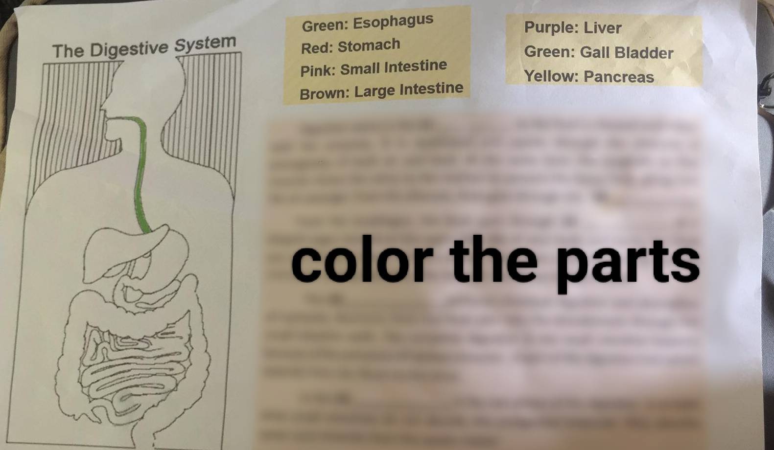 Green: Esophagus 
Purple: Liver 
Red: Stomach 
Green: Gall Bladder 
Pink: Small Intestine 
Yellow: Pancreas 
Brown: Large Intestine 
color the parts 
_