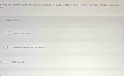 During the maintenance of homeostasis, changes in bodily functions are detected by sensors, which in most cases
ane
Multiple Choice
adípose tssues
specialized epidermal receptors
melanocytes